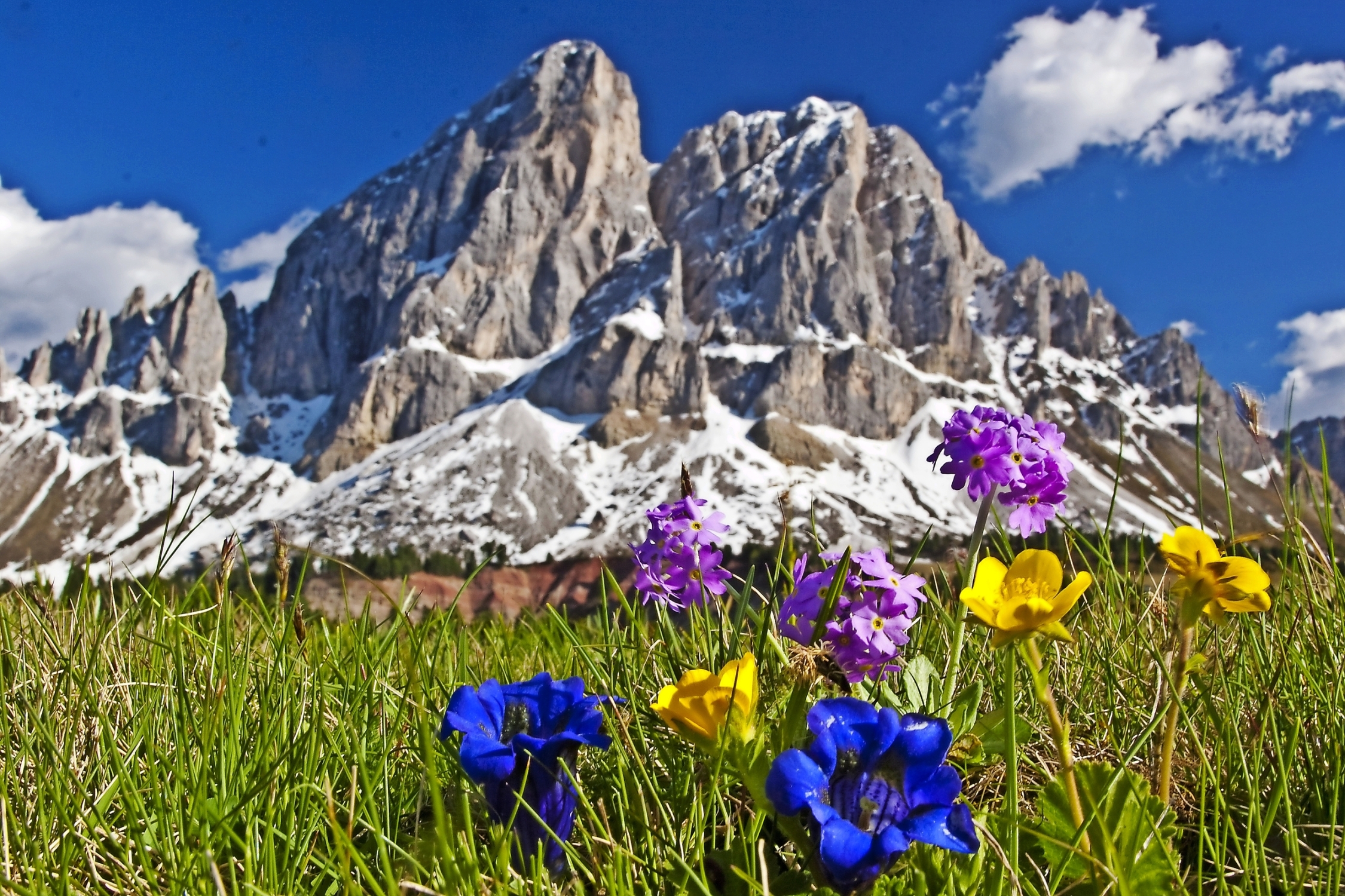 Bergblumen in den Dolomiten
