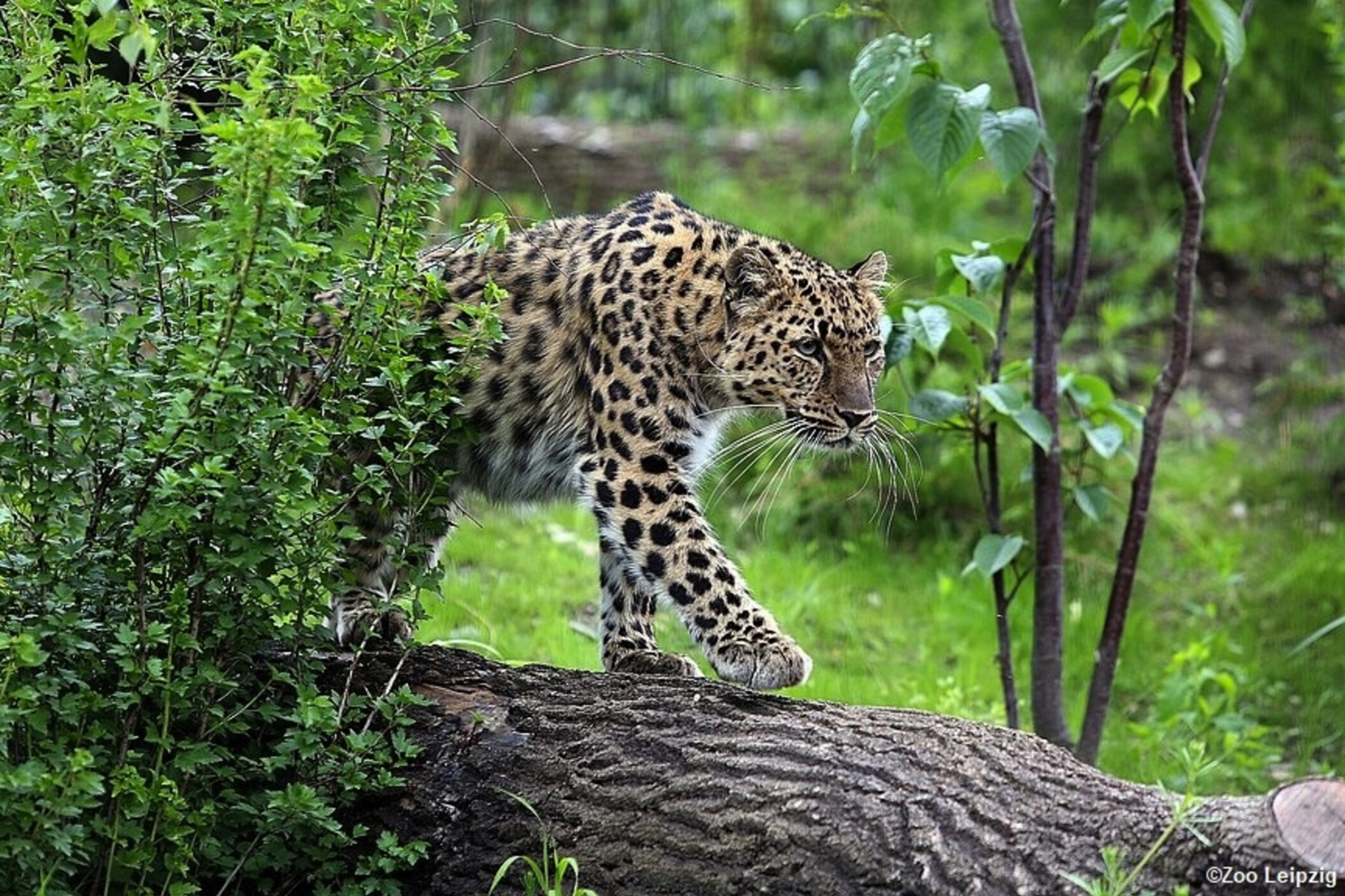 Amurleopard