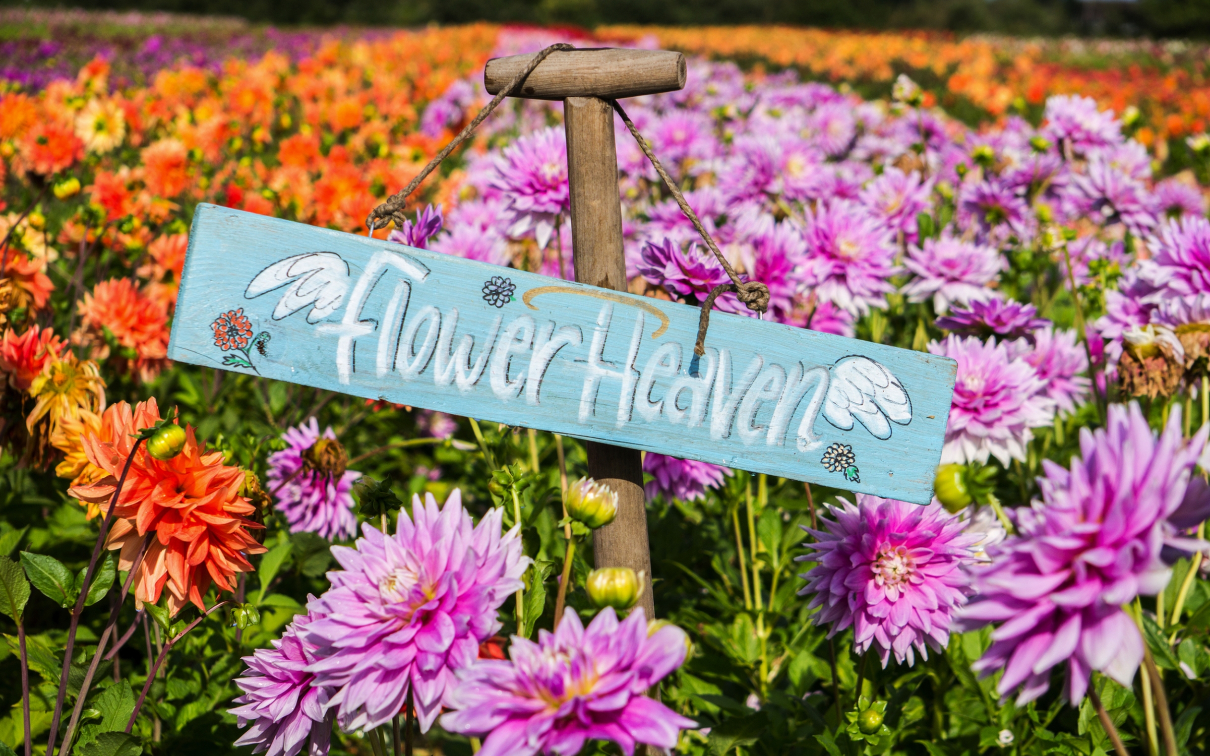 blauer Wegweiser mit der Aufschrift „Flower Heaven“ hängt an einem Seil inmitten eines bunten Dahlienfeldes.  