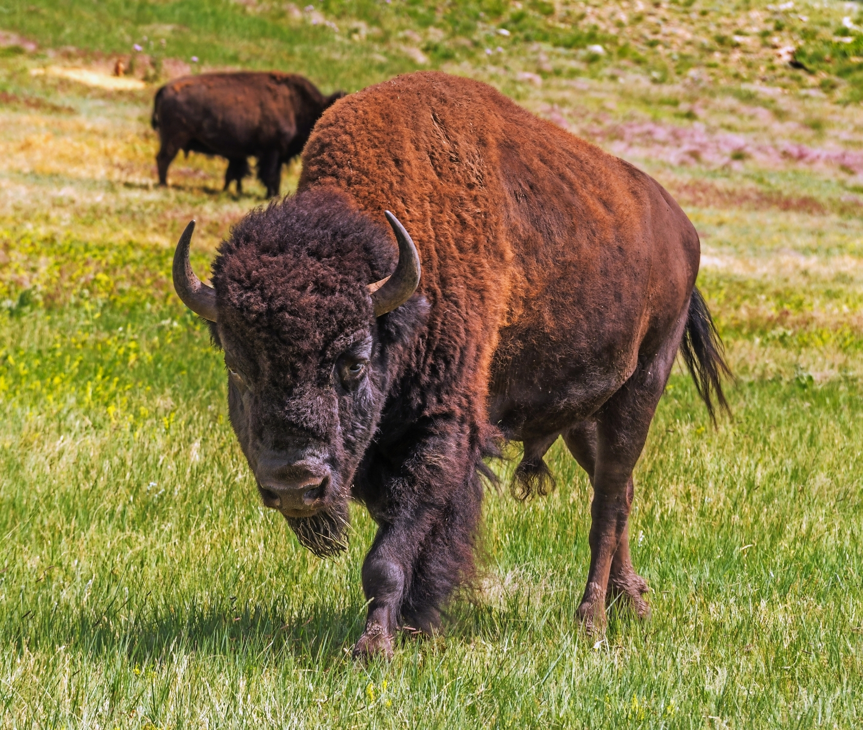 amerikanischer Bison