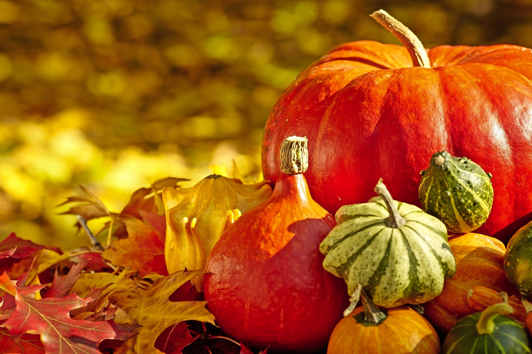 Herbst-Saison Dekoration mit Kürbis und Laub Ahornblätter