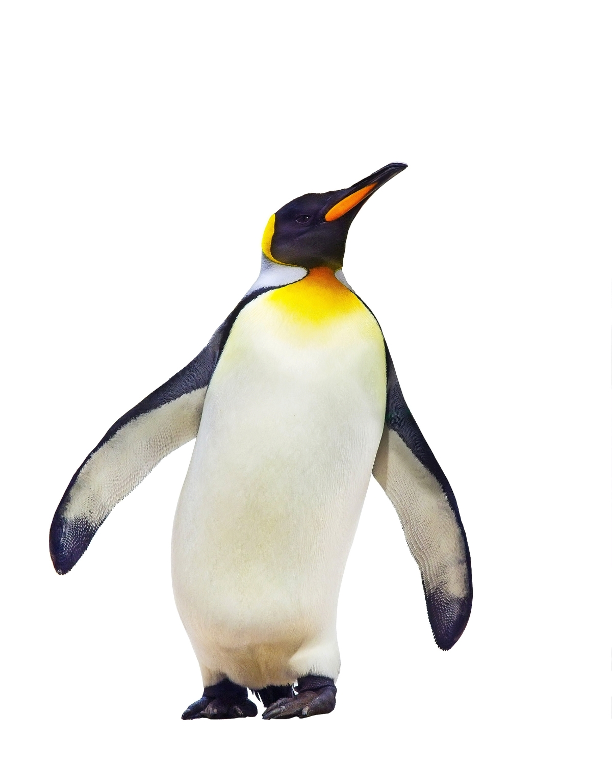 Kaiserpinguine