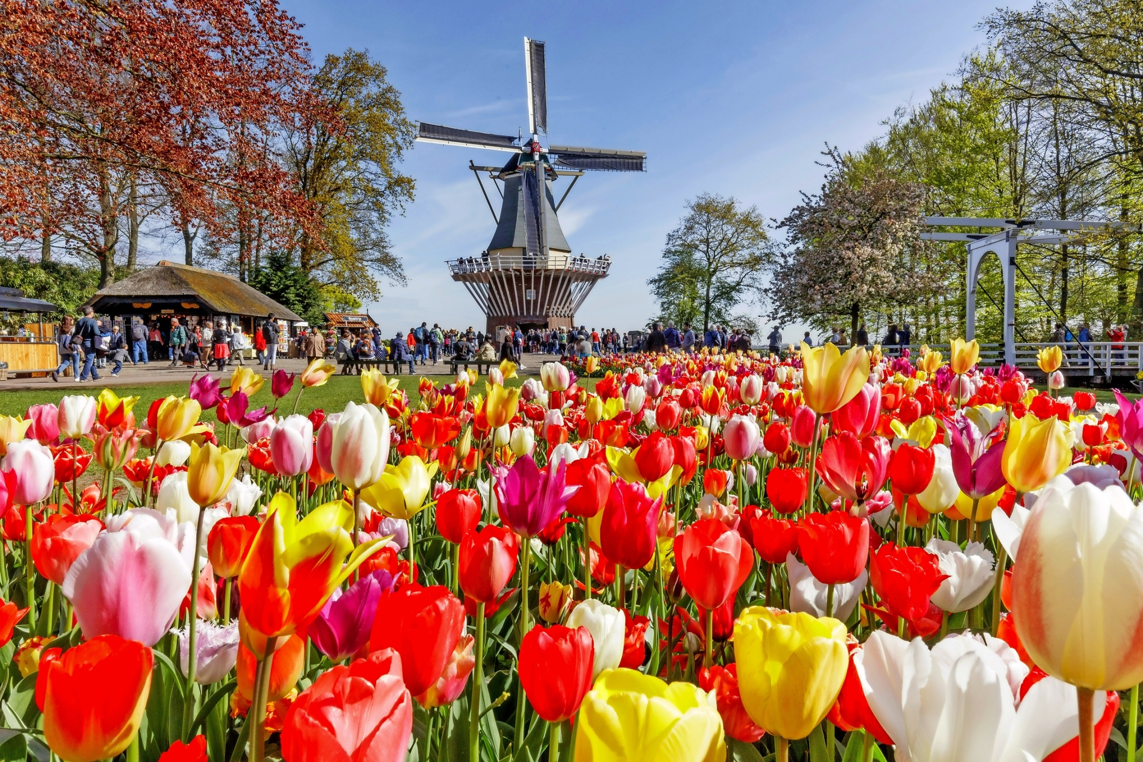 Keukenhof in den Niederlanden