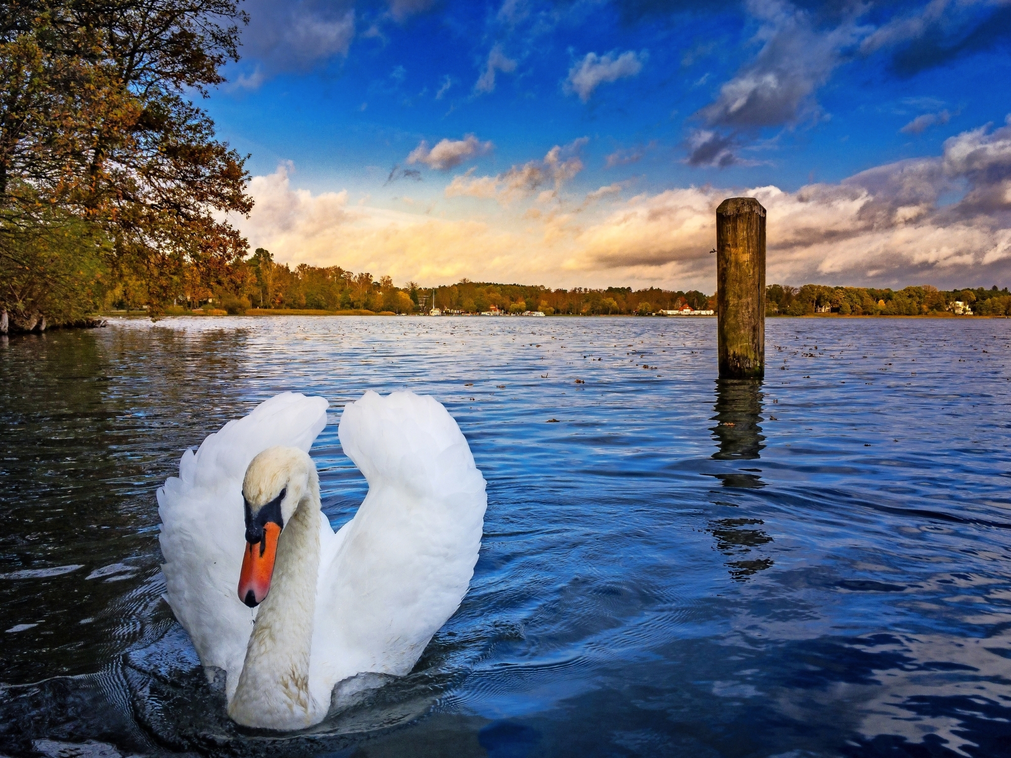 Schwan auf dem Scharmützelsee bei Bad Saarow 
