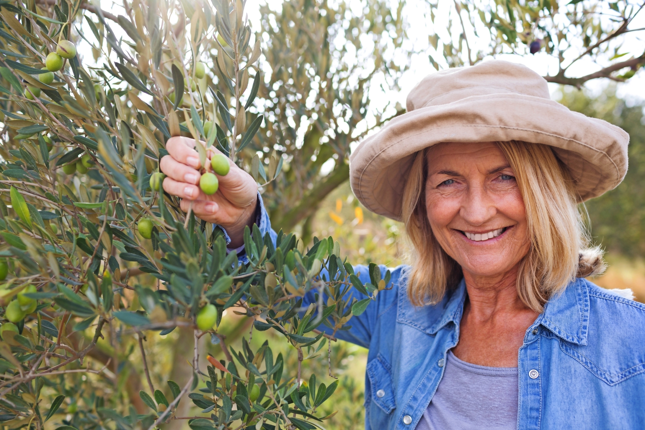 Frau erntet Oliven vom Baum
